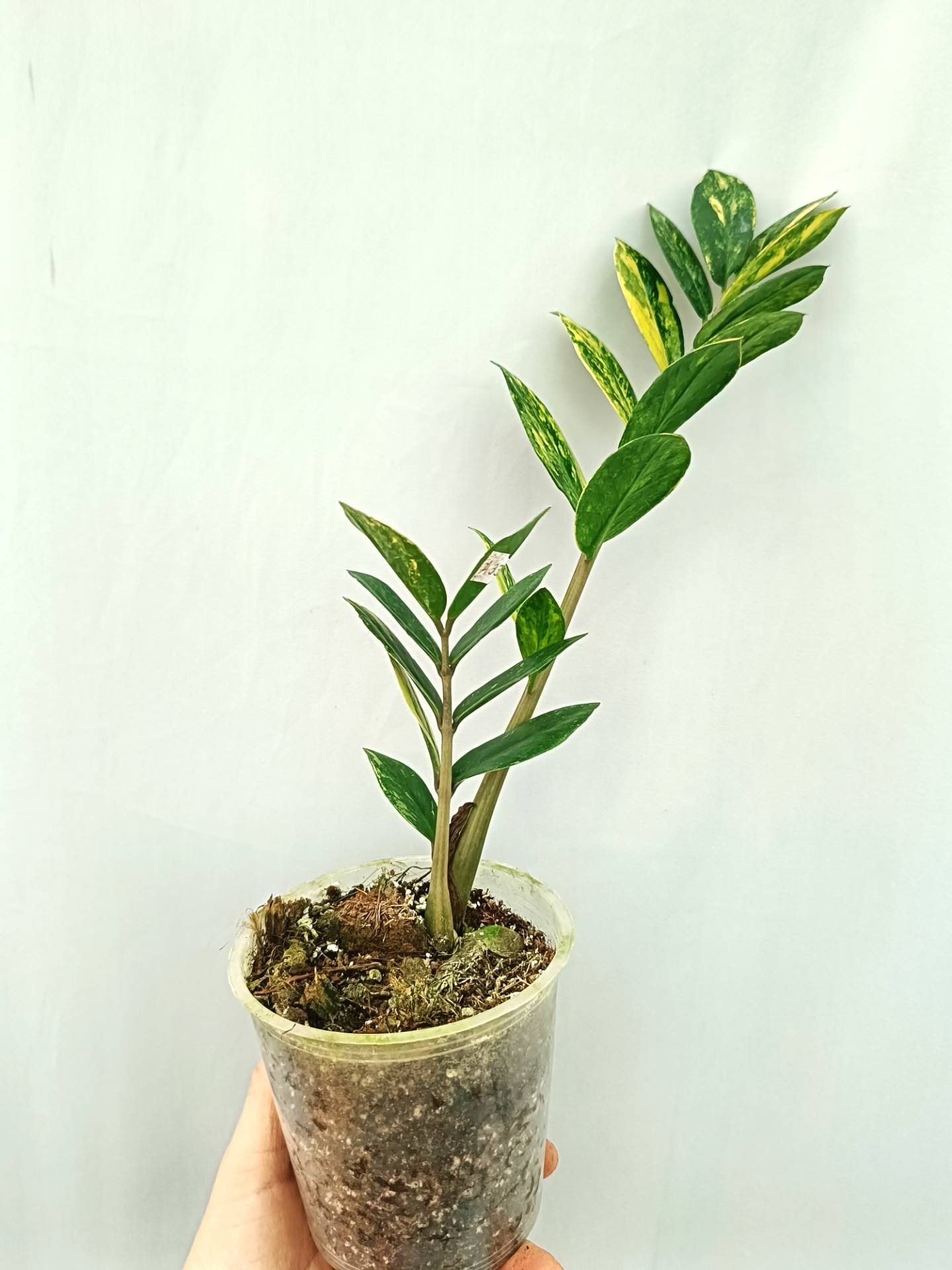 Zamiokulcas Zamiifolia Variegata