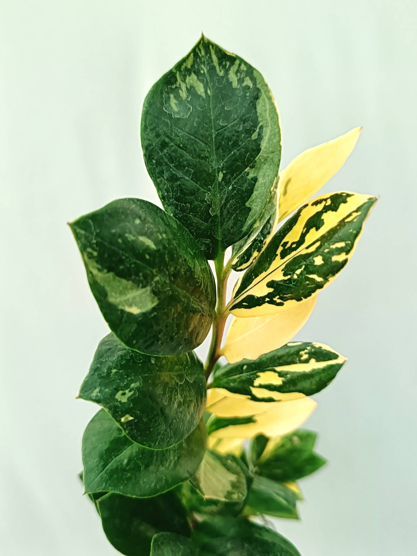 Zamiokulcas Zamiifolia Variegata