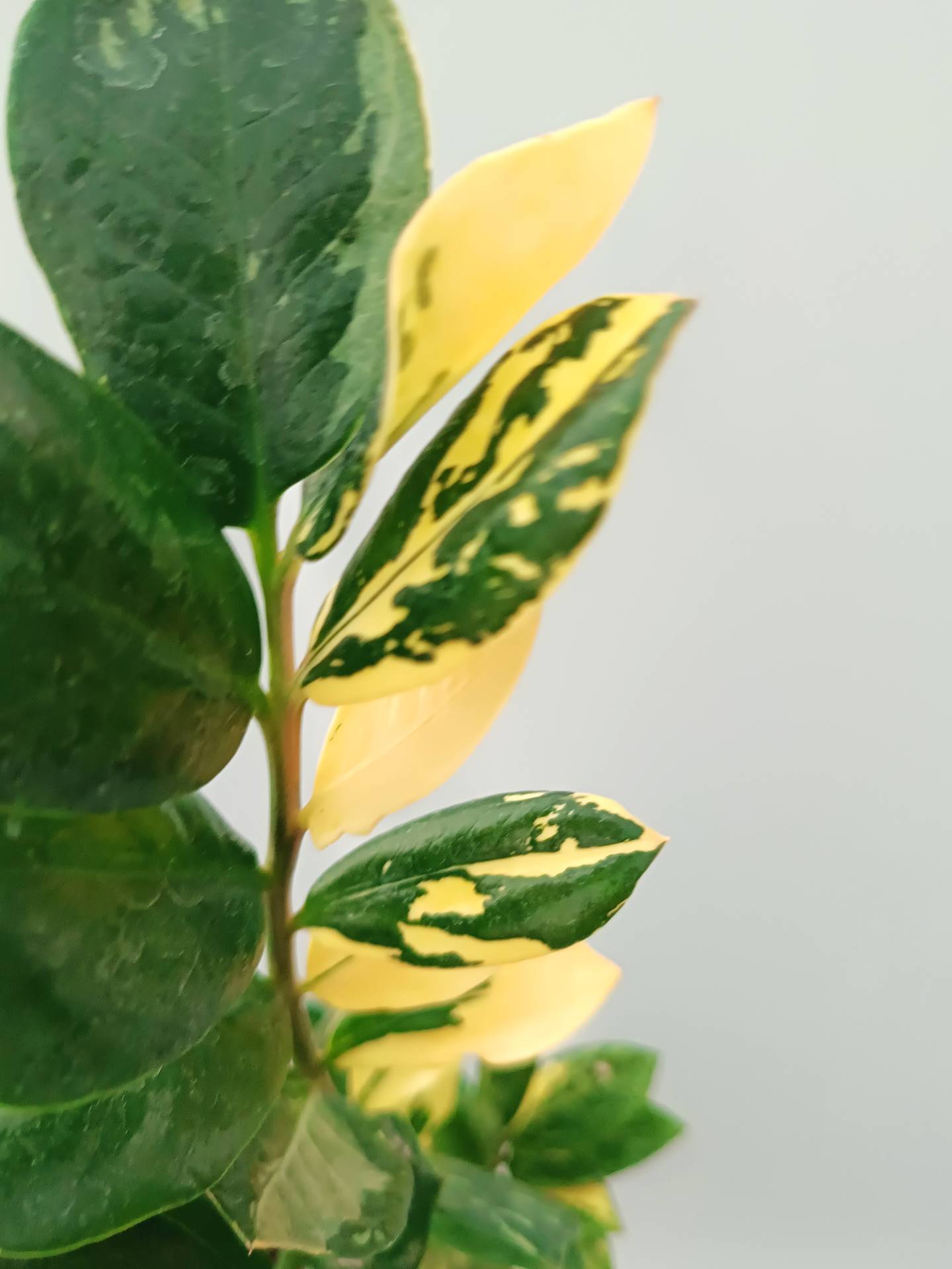 Zamiokulcas Zamiifolia Variegata