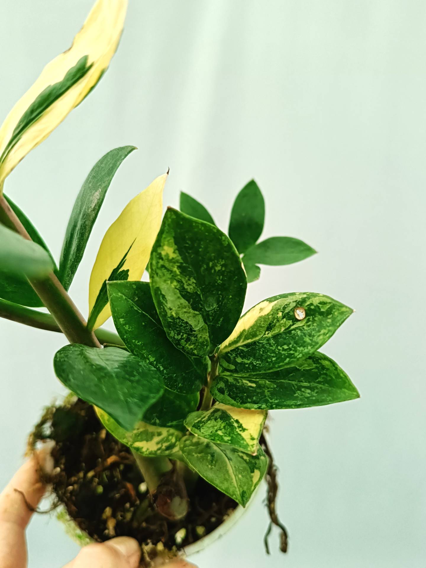 Zamiokulcas Zamiifolia Variegata