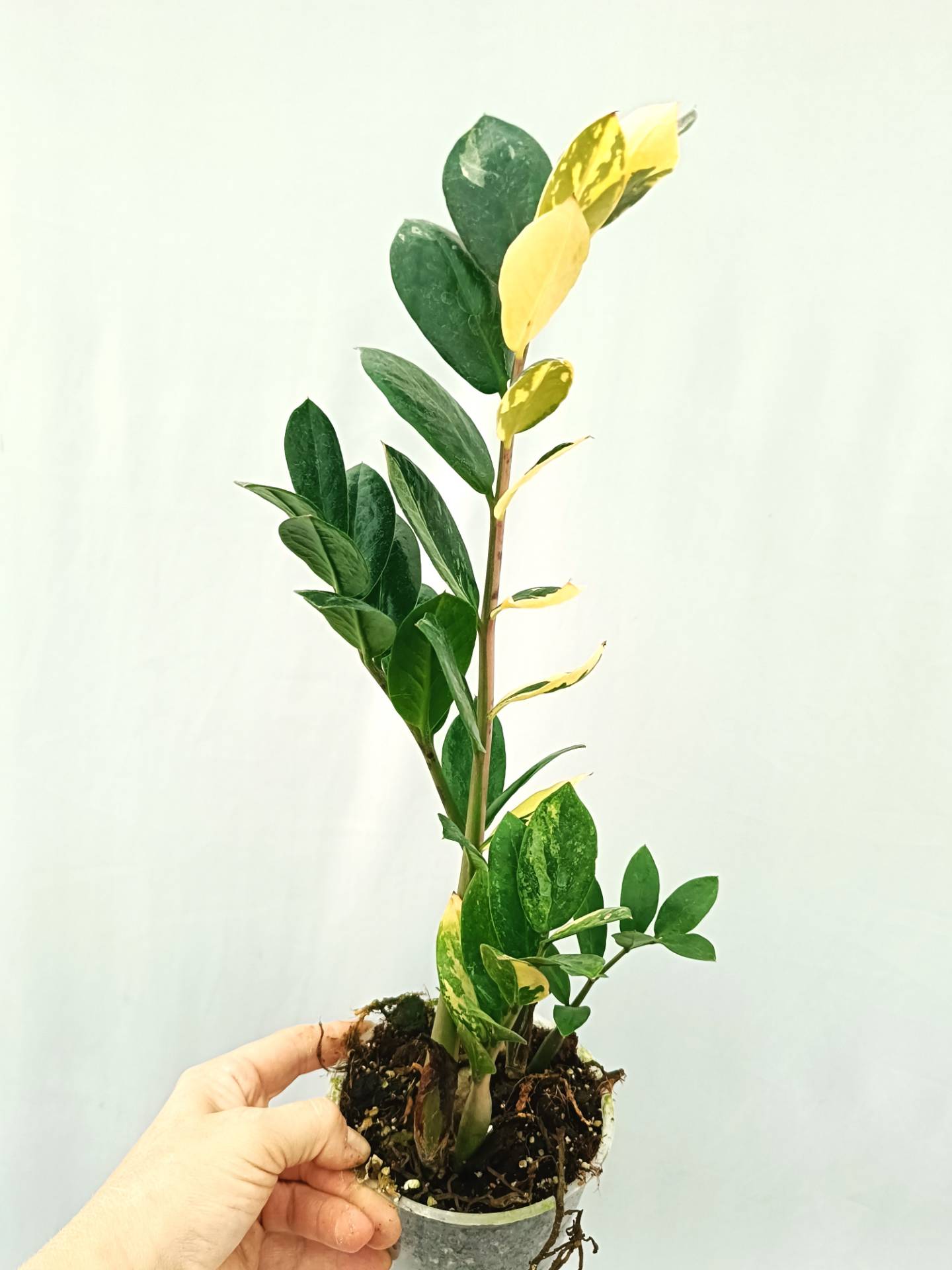 Zamiokulcas Zamiifolia Variegata | Welovetropicalplants