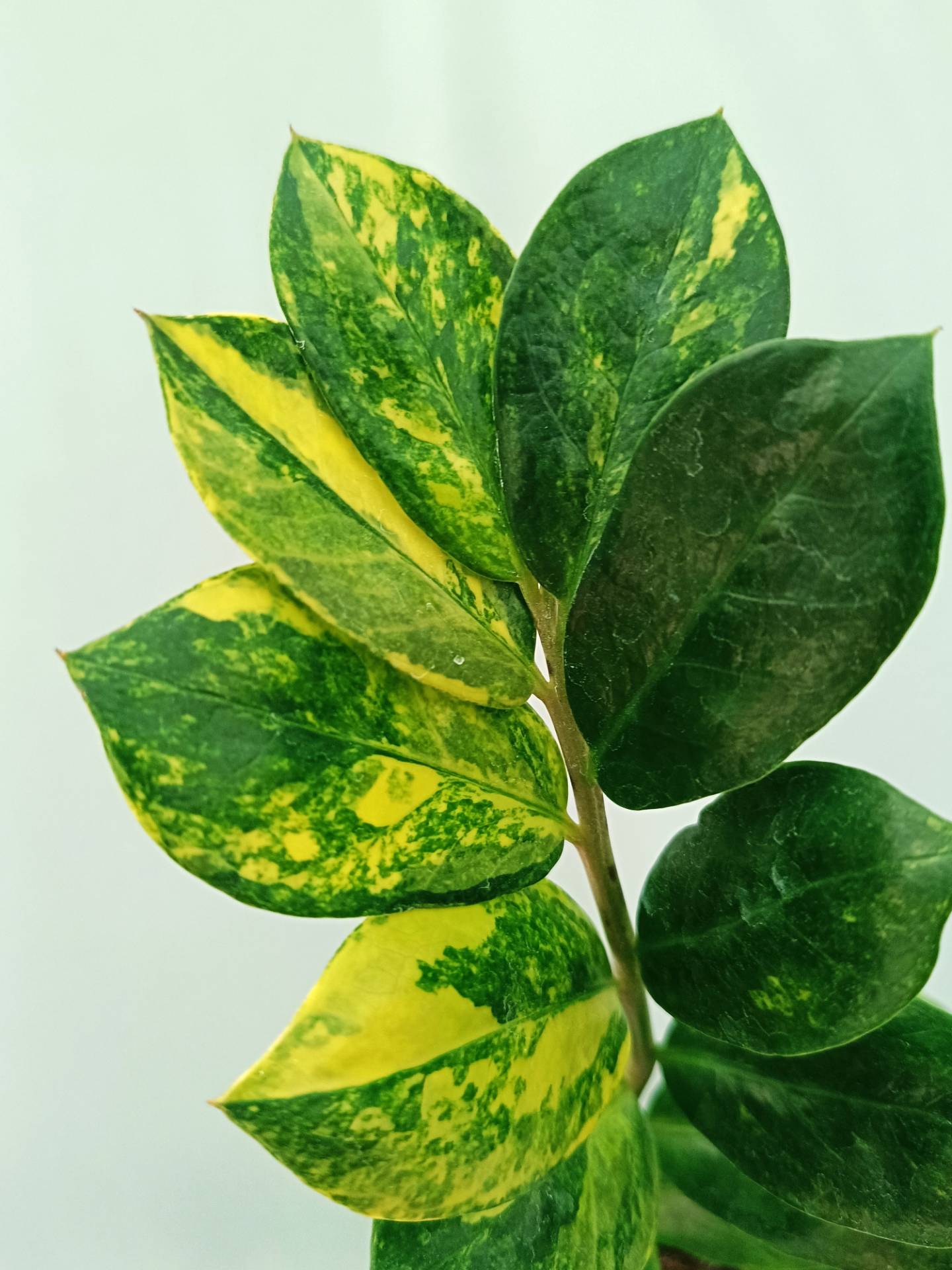 Zamiokulcas Zamiifolia Variegata