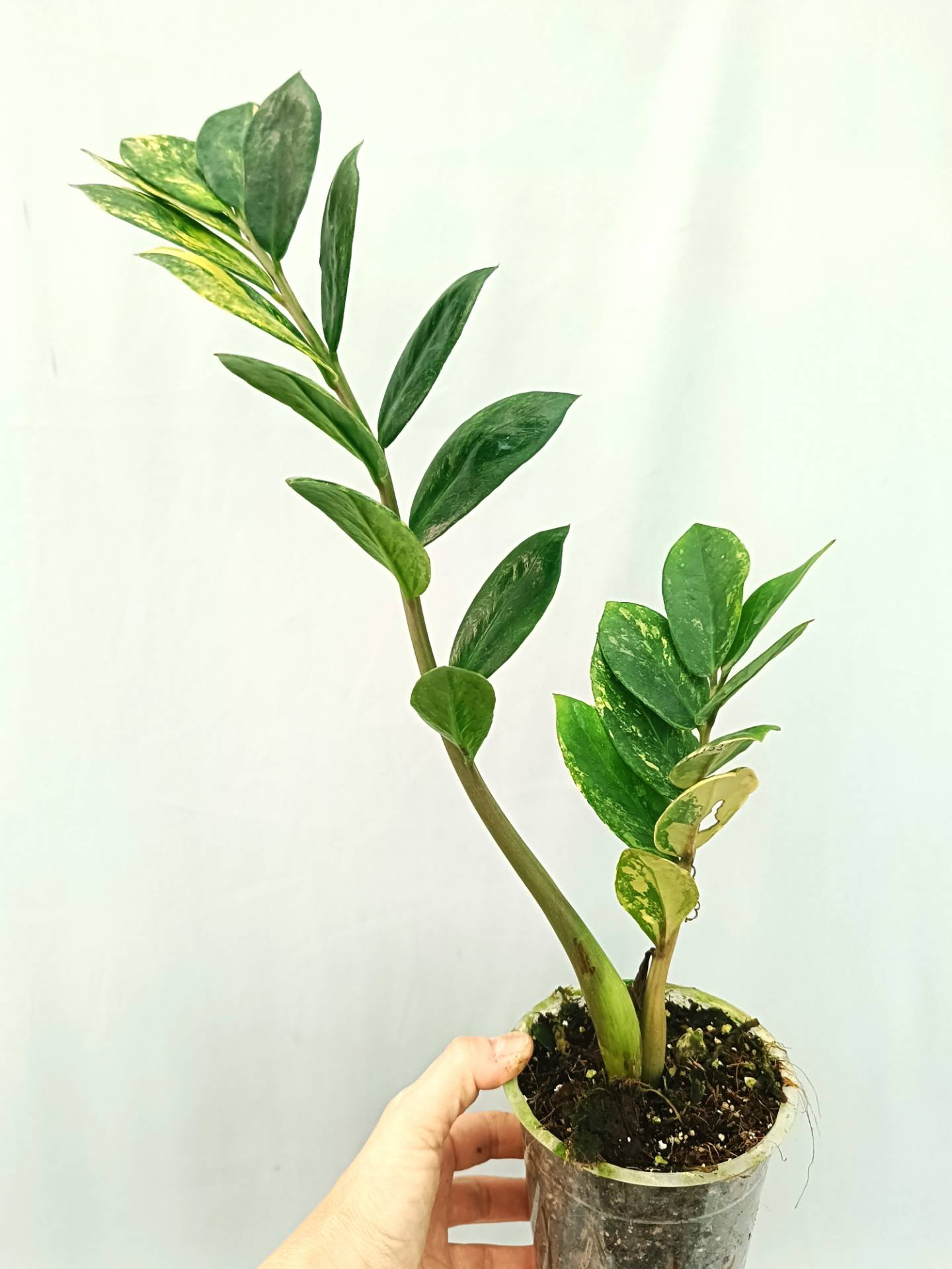 Zamiokulcas Zamiifolia Variegata | Welovetropicalplants