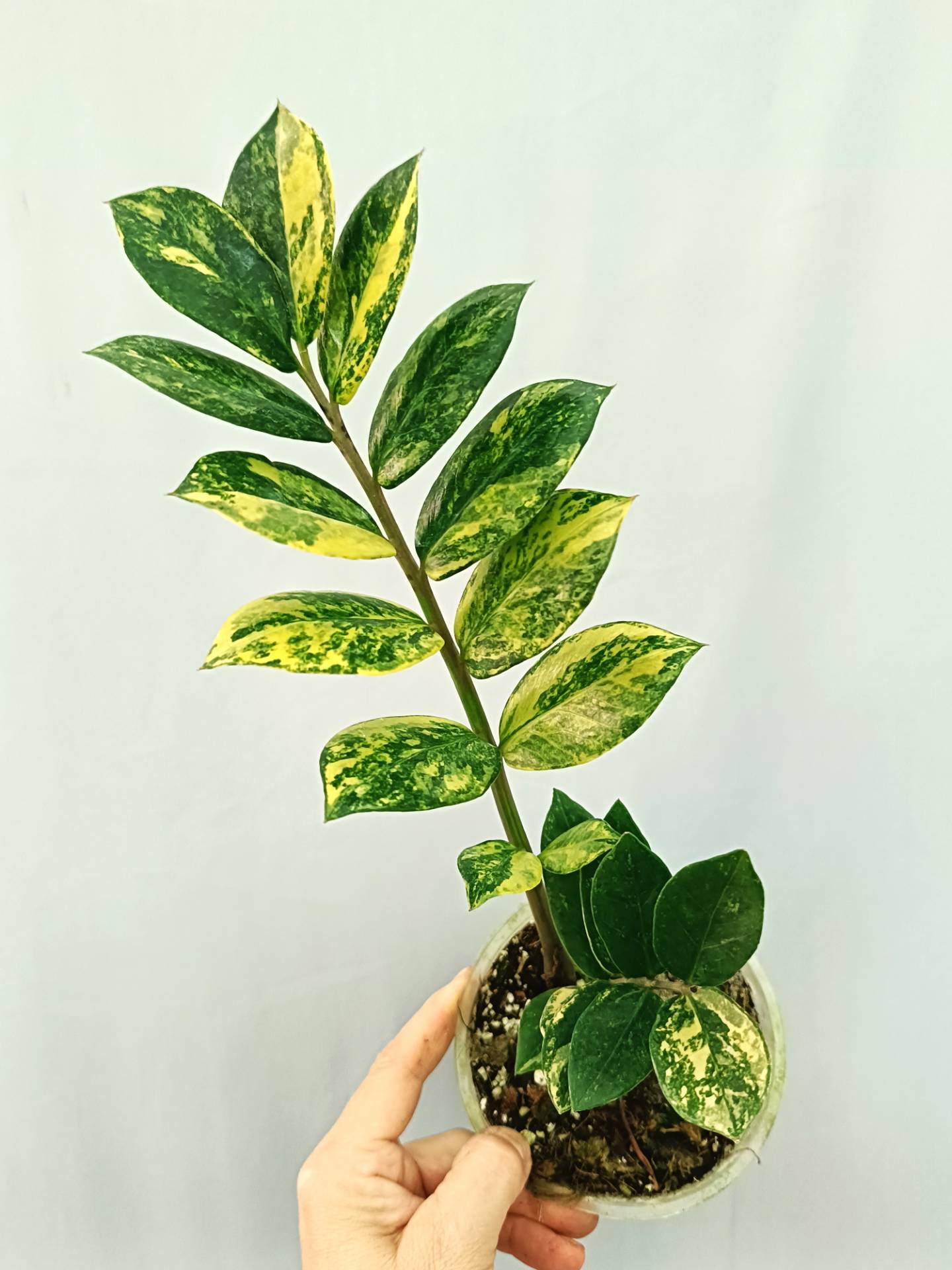 Zamiokulcas Zamiifolia Variegata
